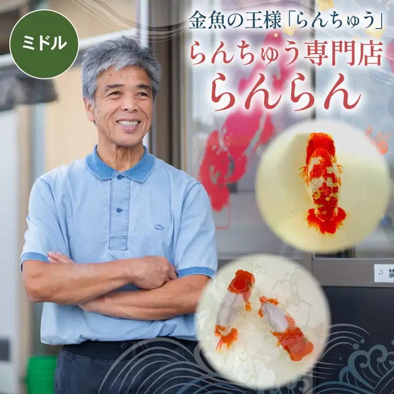 【ミドル】 らんちゅう 飼育歴40年 ベテラン店主 日本らんちゅう協会 らんちゅう専門店 らんらん 蘭鋳 金魚 観賞魚 生き物 魚 生体 埼玉県 羽生市