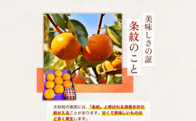 先行予約 柿 太秋柿 2kg くまふる宇城