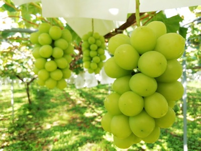 【樹上完熟】シャインマスカット　１.７ｋｇ（もぎたて直送）　0148-2615