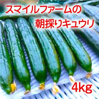 ふるさと納税 近江八幡市 朝採りきゅうり4kg