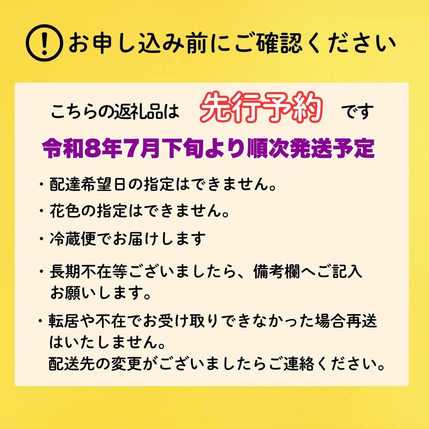 【期間限定】奥信濃飯山 ～木内ファームの切花小菊24本セット～【2026年7月下旬より出荷】（Ca-003）