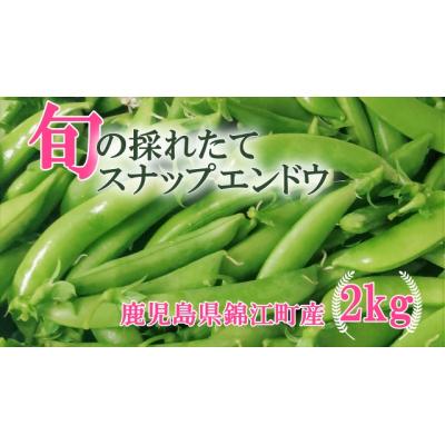 ふるさと納税 錦江町 《先行受付》期間限定!! 農家直送〜新鮮スナップエンドウたっぷり2kg (No.1395-1)