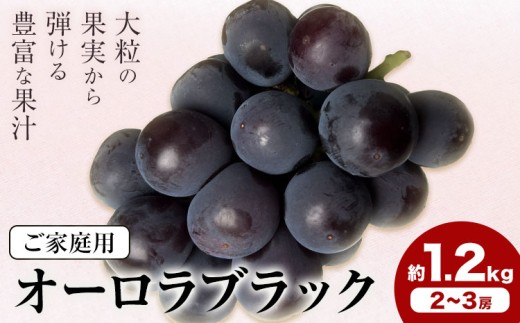【2027年先行予約】岡山県産 ご家庭用 オーロラブラック 2～3房 約1.2kg 《2027年9月上旬-9月下旬頃出荷》 岡山県 笠岡市 巨峰 ぶどう 葡萄 果物 フルーツ【配送不可地域：離島】