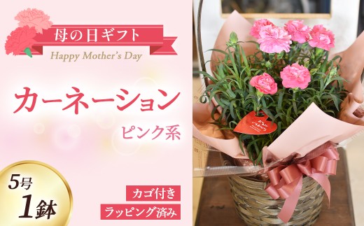 【母の日ギフト】カーネーション（ピンク系）5号鉢(取っ手付きカゴ,ラッピング済み） 母の日 カーネーション バスケット ラッピング ギフト仕様 ギフト 宮崎県 小林市