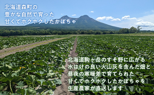 【先行予約】 みやこかぼちゃ 約10kg 北海道森町産 （令和7年7月下旬～8月上旬順次配送） <こうのファーム> カボチャ 南瓜 野菜 根菜 煮物 食材 スープ サラダ かぼちゃプリン 天ぷら 北海