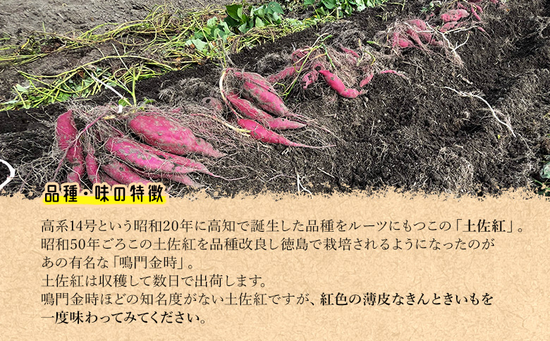 さつまいも(土佐紅) Mサイズ 10kg- サツマイモ さつま芋 野菜 焼き芋 やきいも 焼いも 蒸し芋 おやつ スイーツ スイートポテト 国産 アスタ農園 高知県 香南市【常温】 at-0003