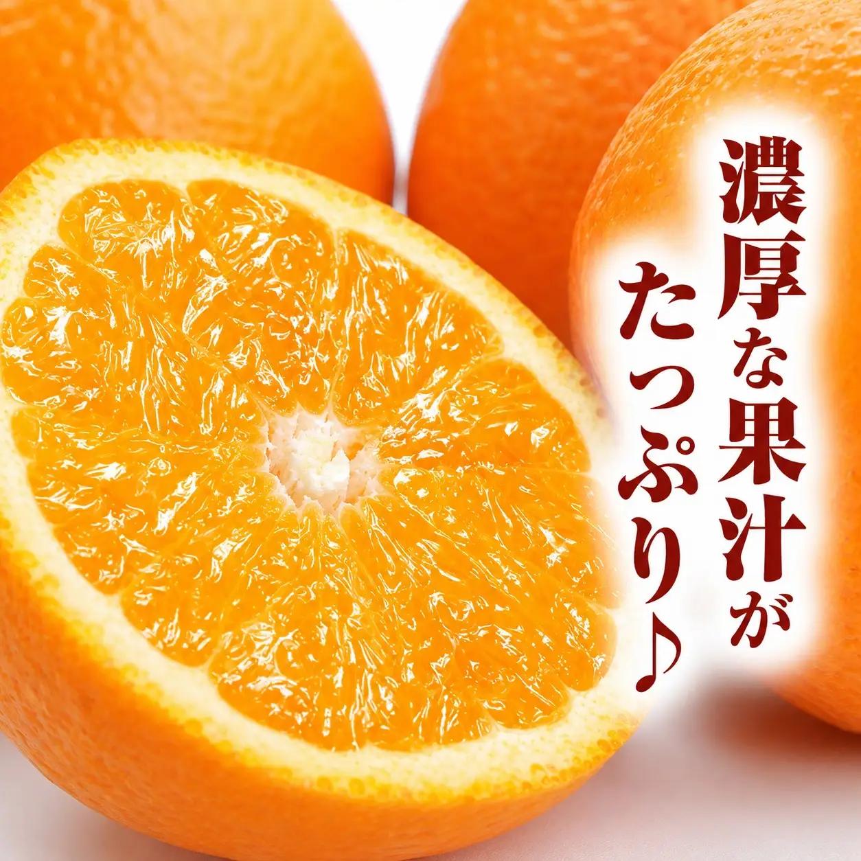 田村産清見オレンジ[約4.5kg]湯浅町田村産春みかん(果実サイズおまかせ)/紀伊国屋文左衛門本舗　※2027年3月中旬～2027年4月下旬頃発送予定【sutb492A】