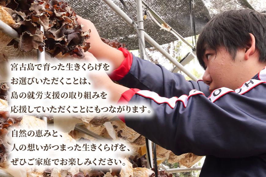 宮古島産生きくらげ（５パック）（KD01）