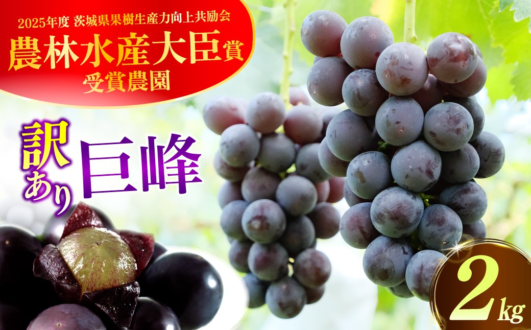 
                  訳あり 巨峰 2kg 規格外 加工用 先行予約 生産者直送 朝採れ 期間限定｜巨峰 訳あり ぶどう 葡萄 グレープ 果物 フルーツ 甘い おいしい 旬 農家直送  限定 果樹 お取り寄せ 新鮮 人気品種 デザート スイーツ 美味しい 人気 本多巨峰園 茨城県 常陸太田市
                
