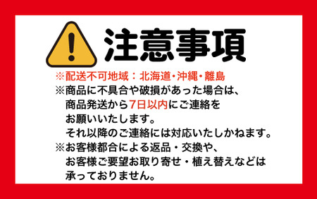 4月上旬～発送【観葉植物】ウンベラータ60cm～80cm(Green Base/014-1370) 南国鹿児島県で育った 観葉植物！植物 鉢付 観葉植物 インテリア 観葉植物 室内 観葉植物 オフィス