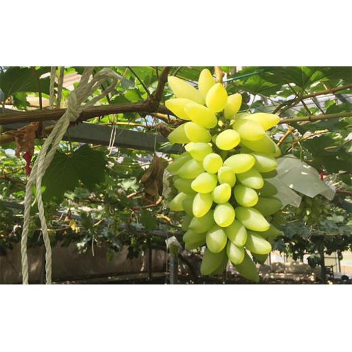 【ふるさと納税】ぶどう 2026年 ゴールドフィンガー 1房 約400g ブドウ 葡萄 岡山市産 国産 フルーツ 果物 ギフト | フルーツ 果物 くだもの 食品 人気 おすすめ 送料無料