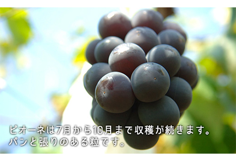 岡山県産「白桃・ニューピオーネ」詰合せ 約1.0kg