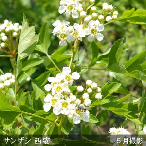 ＜すだ農園＞大苗◆ サンザシ(山査子)(品種おまかせ)[地中ポット苗]《果樹 果樹苗 健康 苗木 北京 西安》 ※2025年11月中旬～2026年5月下旬頃に順次発送予定 ※北海道・沖縄・離島への発送