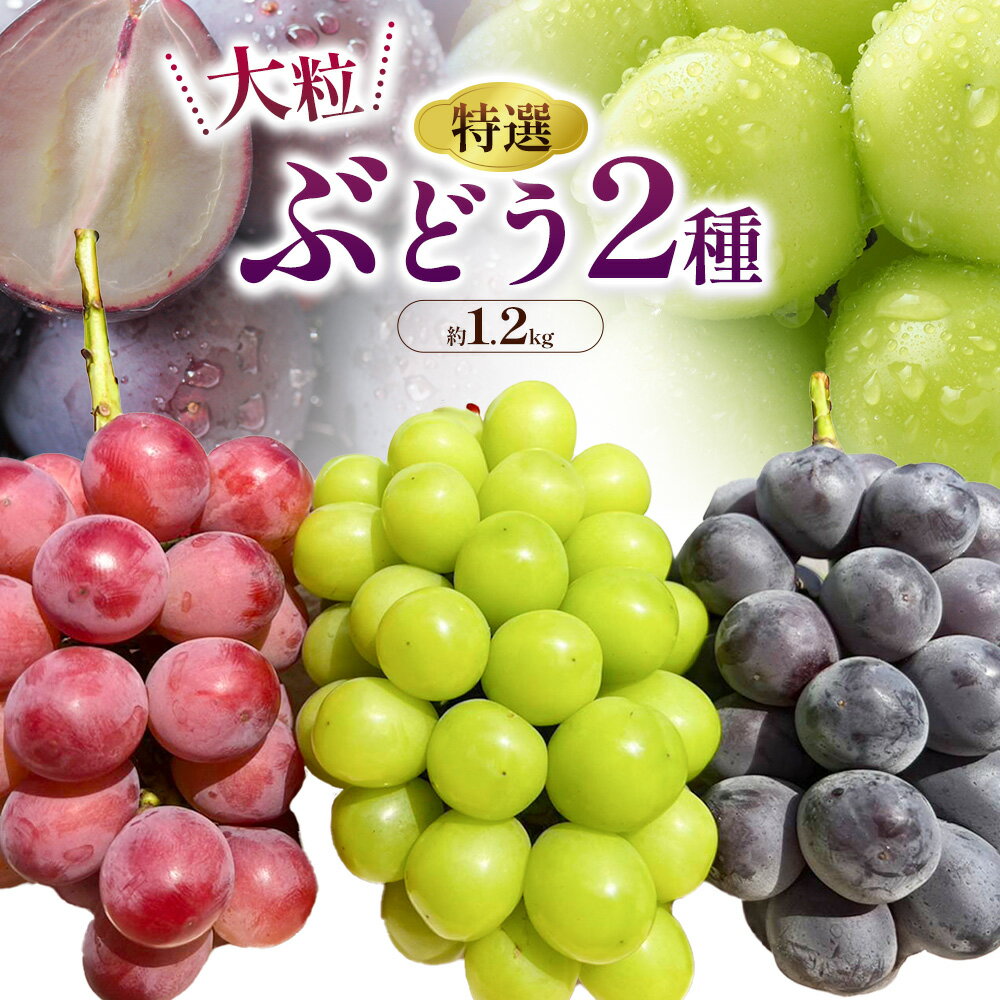 【ふるさと納税】特選 大粒 ぶどう 2種 セット 約1.2kg ( 2房 ) シャインマスカット ＋ ピオーネ or クイーンニーナ 株式会社日本植生グループ本社 NISSHOKU FARM《9月下旬-12月末頃出荷》ブドウ 送料無料 岡山県 浅口市 【配送不可地域あり】 (離島)
