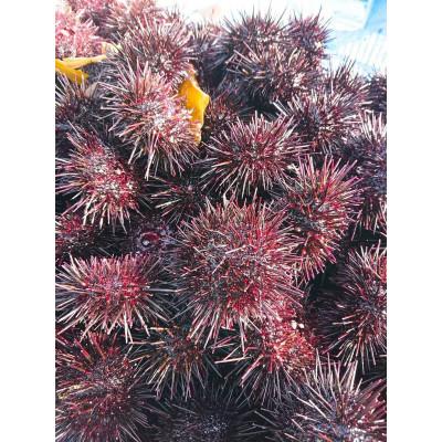 ふるさと納税 小樽市 北海道小樽市[漁師直送]塩水キタムラサキウニ100g×2パック 【2026年5月下旬より発送】 |  | 01