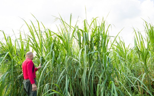 アグリファームさいとう 手作り黒蜜と黒砂糖（つぶタイプ） セット さとうきび 黒蜜 黒砂糖 うきは市