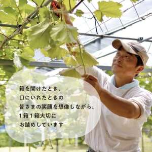 【きよとうファーム】訳あり品 シャインマスカット/約2kg(岡山県産)【配送不可地域：離島】【1602687】