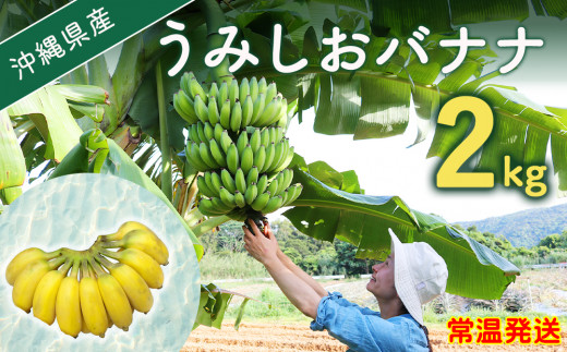 【先行予約 限定50個】うみしおバナナ 2kg 【2025年6～8月頃に配送】 今帰仁村産 アップルバナナ