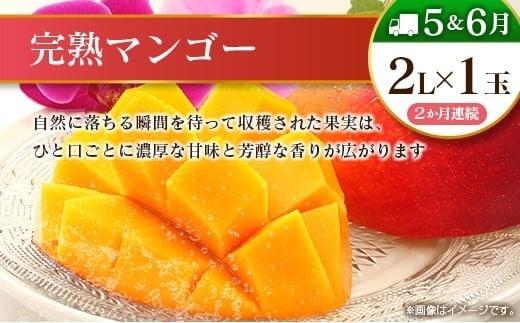 【10回定期便】旬 人気 フルーツ 南国宮崎産 マンゴー 金柑たまたま シャインマスカット ピオーネ いちご みかん 梨 メロン 柑橘 きんかん ぶどう 果物 詰め合わせ 宮崎県 九州＜E-2コース 