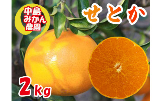 【2027年3月頃から順次発送】 せとか 小玉 訳あり 2kg