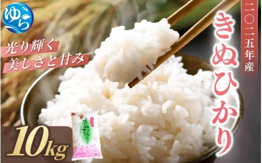 米 キヌヒカリ 2025年9月中旬より順次発送 和歌山県産 10kg  (2025年産) / 精米 お米 由良町 白米 きぬひかり 和歌山県【sml400-kinu-10】