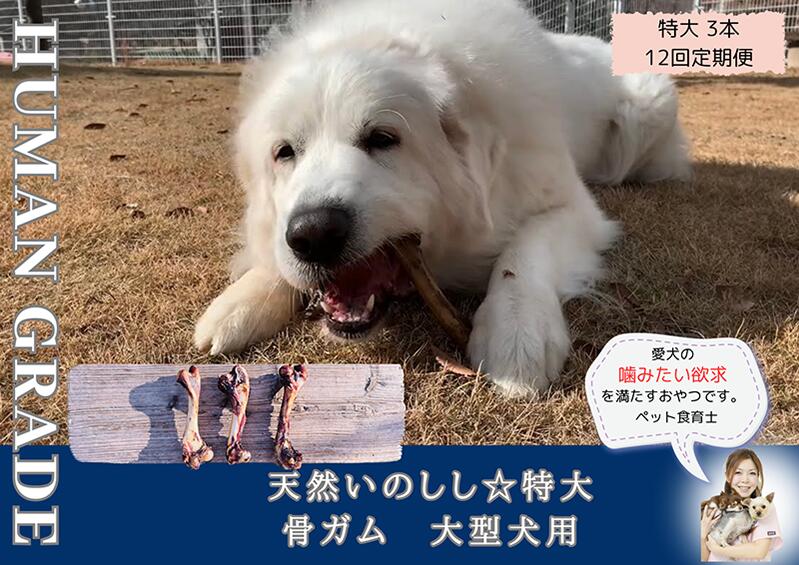 【ふるさと納税】大型犬向け☆天然いのしし骨ガム3本【定期便】全12回（FB180）