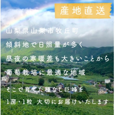 【2026年発送分先行受付】巨峰ぶどう(種なし) 　2房　1kg 以上　産地直送　山梨県山梨市牧丘産【配送不可地域：離島・沖縄県】
