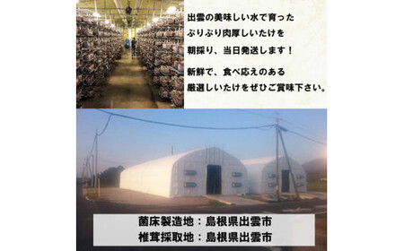 朝採り新鮮！分厚いしいたけ　チビしいたけセット【1-297】