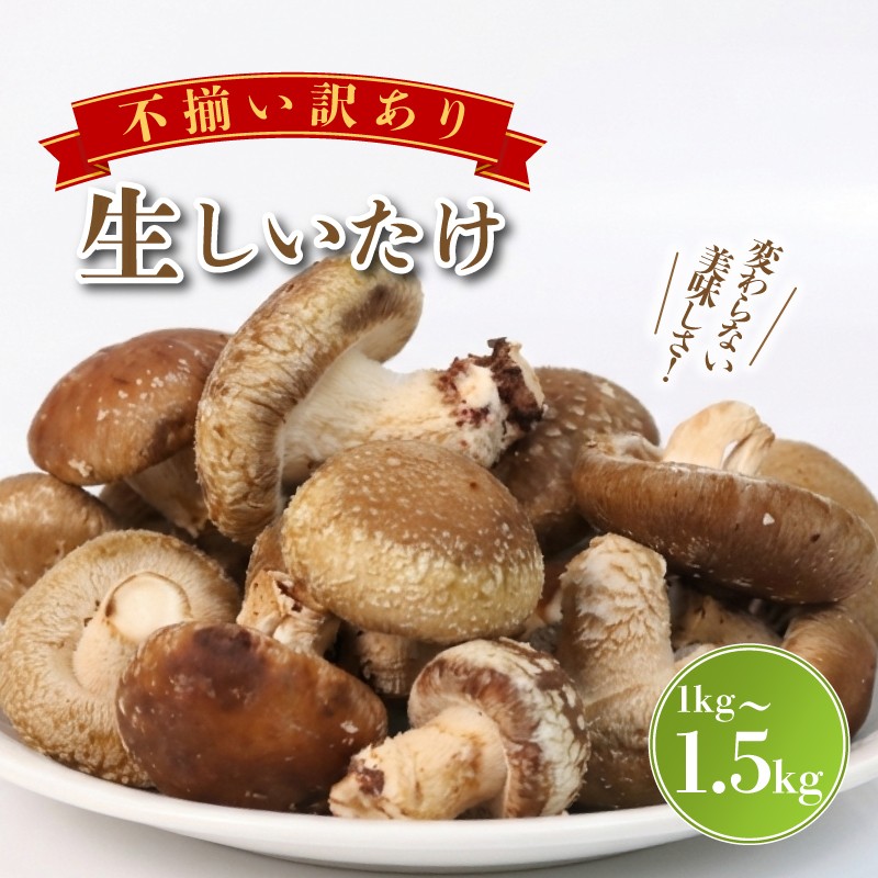 
                  【予約受付中】 訳あり 不揃い 生しいたけ 《選べる容量》 1kg 1.5kg しいたけ シイタケ 生椎茸 菌床栽培 肉厚 キノコ 野菜 きのこ 出汁 煮物 味噌汁 炒め物 グリル 炊き込みご飯 国産 栽培期間中 農薬不使用 家庭用 簡易梱包 食物繊維 富士山 湧水 箱根 静岡県 三島市
                