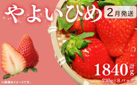 《2月発送》先行予約 訳あり いちご やよいひめ 1840g いちご いちご いちご Berry Mate Farm