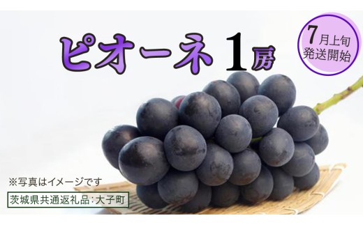 ピオーネ １房【2025年7月上旬発送開始】(茨城県共通返礼品：大子町) ブドウ ぶどう 葡萄 ピオーネ 果物 フルーツ 果実