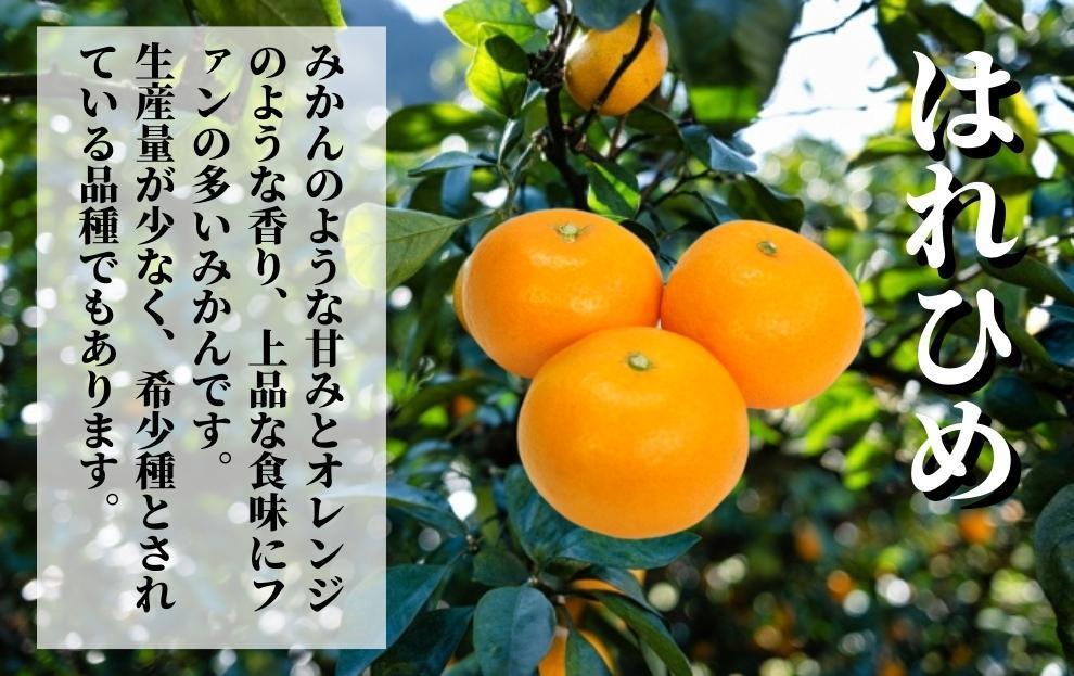 【早期予約受付中！2024年12月～順次発送】二種のみかん食べ比べ箱 愛果28号・はれひめ(家庭用)約 2.8kg