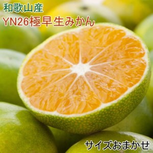 【産直】YN26極早生みかん約5kg（2S～Mサイズおまかせ）｜早生みかん みかん さわやか 新鮮 産地直送 柑橘 果物 フルーツ※2025年9月中旬～2025年11月上旬頃に順次発送予定
