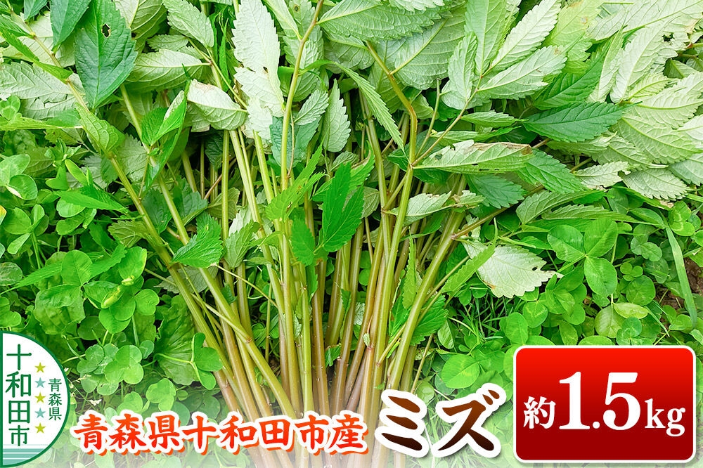 
                  【2027年6月発送・先行受付】山菜 ミズ 約1.5kg 青森県十和田市産 [旬のもの 山菜 初夏 みず ウワバミソウ]
                