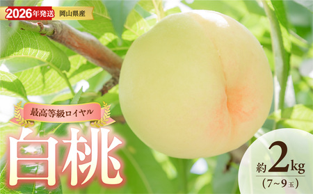 【2026年発送】岡山県産白桃（ロイヤル） 約2kg（令和8年6月中旬～8月上旬発送）【桃】