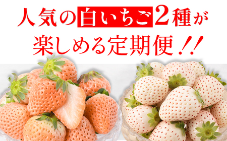 【先行予約】【全3回定期便】白いちご2種（淡雪・パールホワイト）/ いちご イチゴ 苺 果物 フルーツ 定期便 / 佐賀県ふるさと納税 [41AAZZ001]