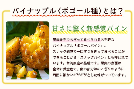 【予約受付】石垣島産　有機パイナップル・ボゴール種 3玉（約2.8kg前後）〈常温〉《６月上旬～順次発送予定》｜パイナップル パインアップル 石垣島パイン フルーツ 果物 くだもの 南国フルーツ 国産