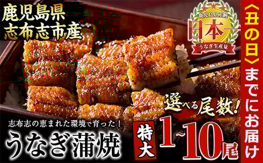 
            【7/7までの入金で丑の日までにお届け】【尾数が選べる！】鹿児島県産 うなぎの大楠＜特大＞1尾～10尾 うなぎ 鰻 ウナギ 国産 鹿児島県産 九州産 蒲焼き 冷凍 うな重 ひつまぶし
          
