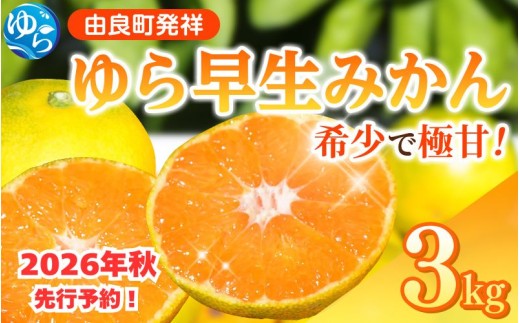 【先行予約】【2026年秋・発送分！】ゆら早生 みかん 3kg  ※2026年10月中旬頃より順次発送予定 / 和歌山県 柑橘 みかん 甘い 蜜柑 フルーツ 果物 くだもの 食品 人気  晩柑 おすすめ 送料無料 産地直送 由良町【kzmn003A】
