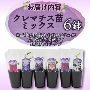 花苗 クレマチス 苗 6鉢 ミックス ガーデニング 寄せ植え 花苗
