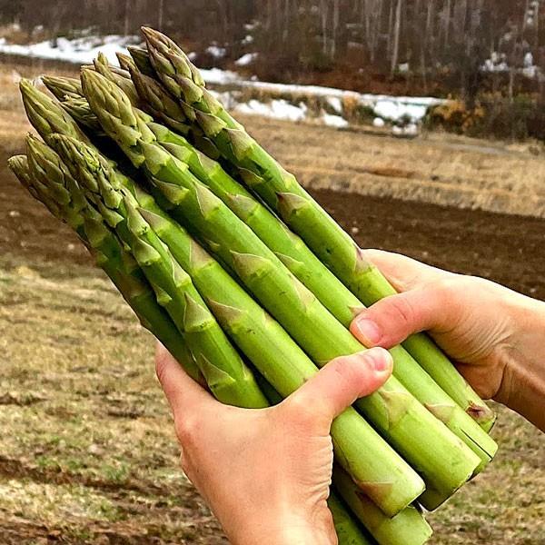 【ふるさと納税】 北海道岩見沢産グリーンアスパラ 2Lサイズ1kg【a142-002】