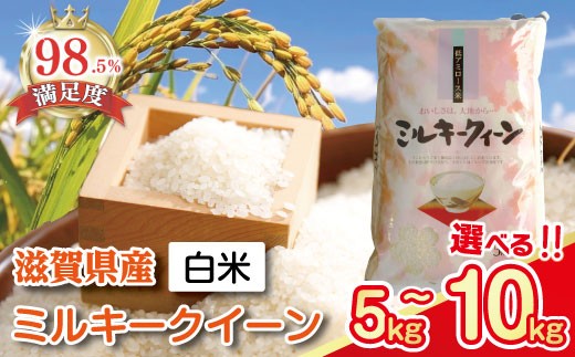 
                  令和7年産 近江米ミルキークイーン 5kg / 10kg 選べる 白米 国産 滋賀県産 お米 とらわか 【TSKU3】 米 5kg 白米 みるきーくいーん 国産 農家直送 環境こだわり お米 こめ おこめ 先行予約 農家直送 産地直送 滋賀県 近江八幡市
                