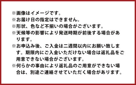 甘夏みかん 8kg みかん オレンジ 柑橘【2025年2月下旬～4月下旬発送】