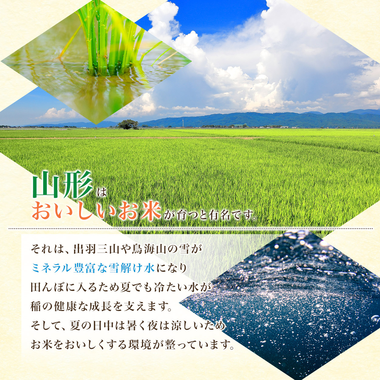 【令和8年産】【3ヶ月定期便】はえぬき 精米10kg(5kg×2袋)×3回 山形県鶴岡市 らん工房 | 定期 10キロ 米 お米 おこめ コメ こめ 食品 ご飯 ごはん おいしい お取り寄せ 農家直送