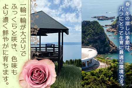 【人気の春・冬薔薇をお届け】 ばら農家直送 ！ バラ花束30本以上お届け(色はおまかせ) 【ギフト対応可】TB-16 │ ローズ 新鮮 花 フラワー 花束 ばら 薔薇 バラ 誕生日 記念日 結婚祝い 