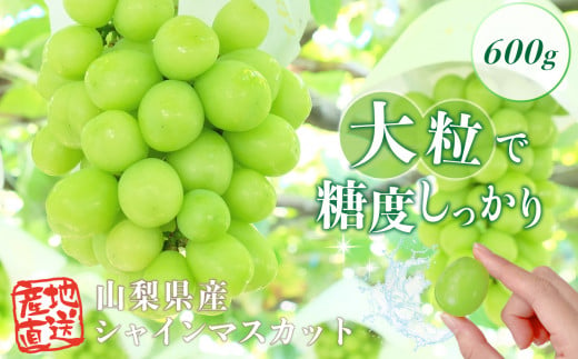 【2025年収穫分先行予約】シャインマスカット 選べる内容量 600g ＼山梨県産 国産 ／ 特選 おすすめ 人気 予約 ギフト 産地直送 ぶどう 葡萄 果物 フルーツ くだもの シャイン マスカット お届け 贈答 新鮮 さんちゃんファーム