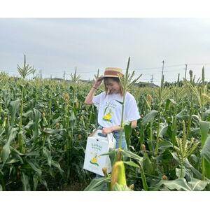 【2026年6月～7月順次発送】とうもろこし 6本 甘々娘(A品) 朝採り スイートコーン【配送不可地域：離島・北海道・沖縄県・東北・中国・四国・九州】【1713797】