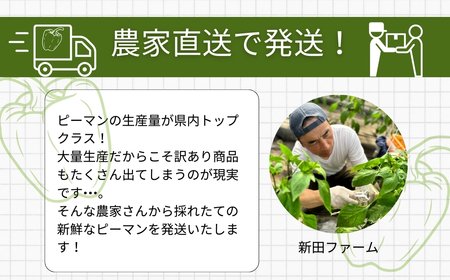 【訳あり】 ピーマン 3kg 農家直送 6月下旬発送 福島県 田村市