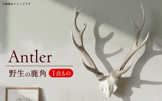 【日田の森を守るシンボル】野生の鹿の角　日田市 / 日田グリーンツーリズム花の木 シカ インテリア 壁掛け [ARFM001]