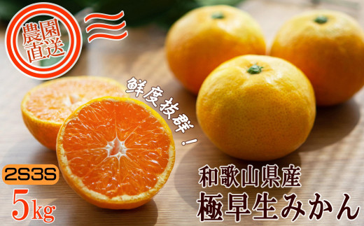 【極早生みかん】みかん 5kg 家庭用 2S・3S混合 和歌山県海南市産 産地直送